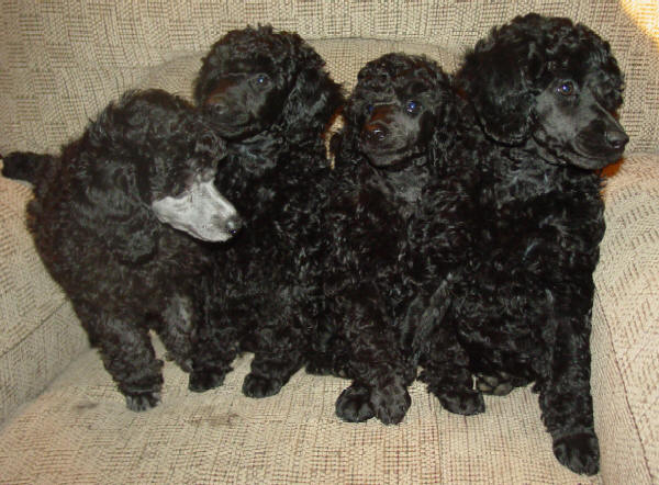 Sparkle's litter